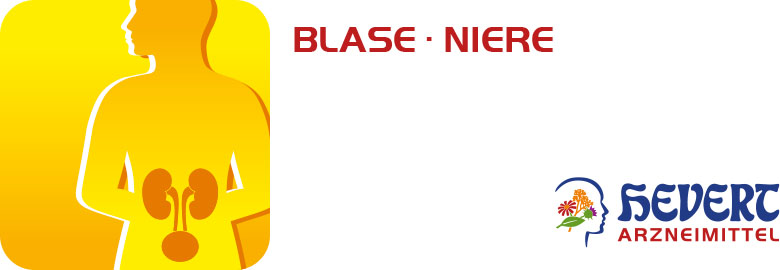 Blase - Niere