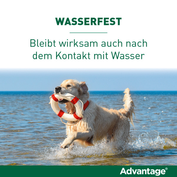 ADVANTAGE 250 Lösung f.Hunde 10-25 kg